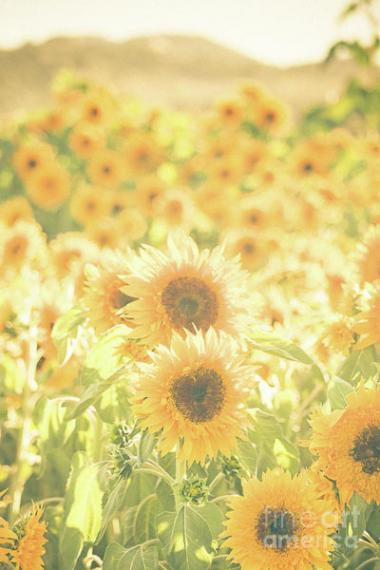 Изящный Подсолнух и Маленький Священник - обложка ранобэ читать онлайн